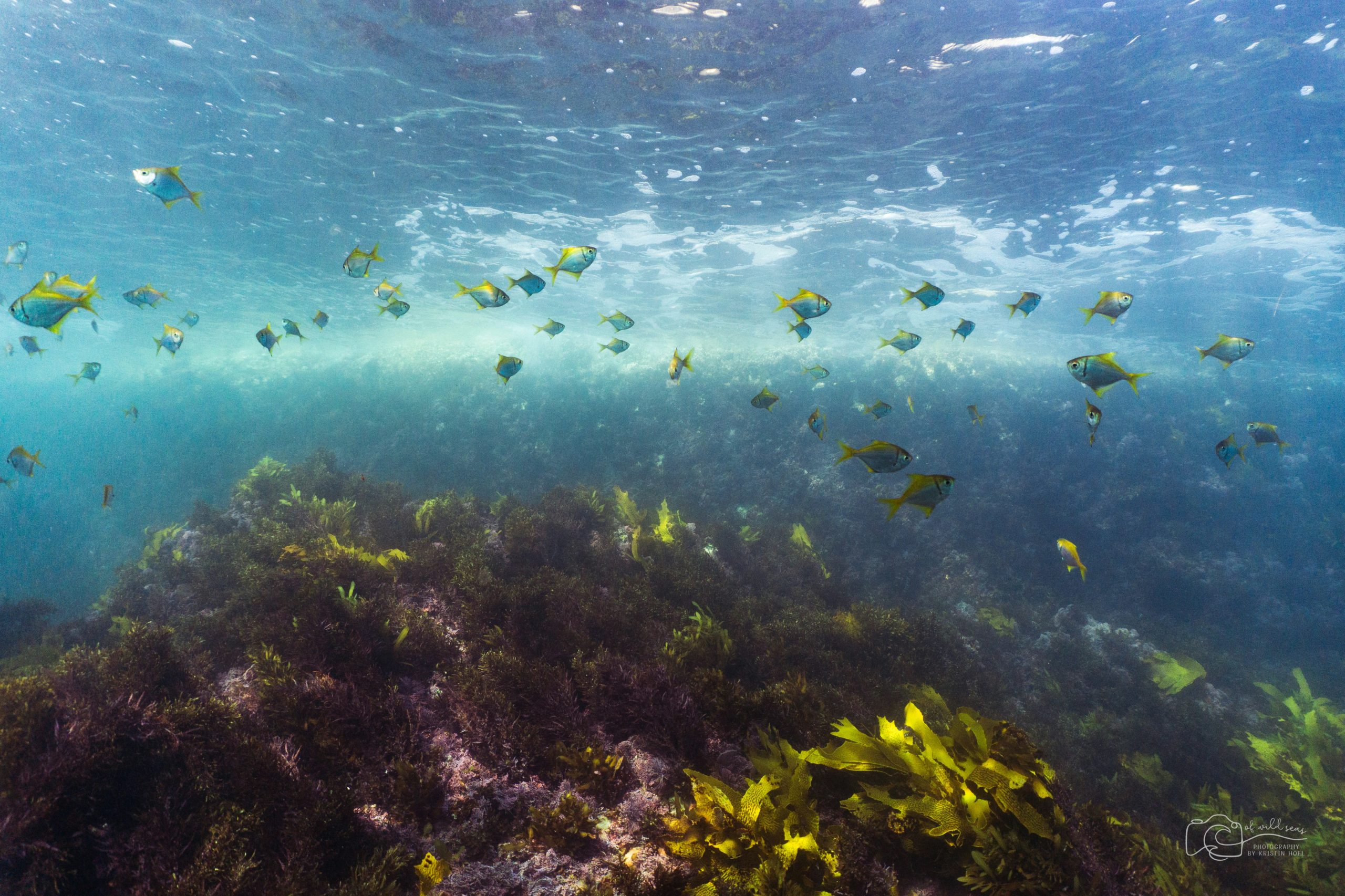 que son bosque de kelp