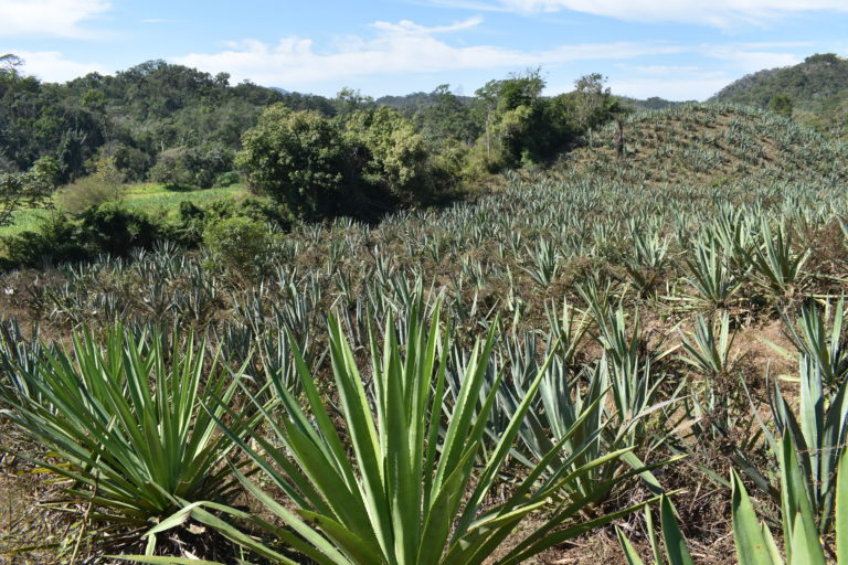 ruta-de-la-raicilla-costalegre-agave