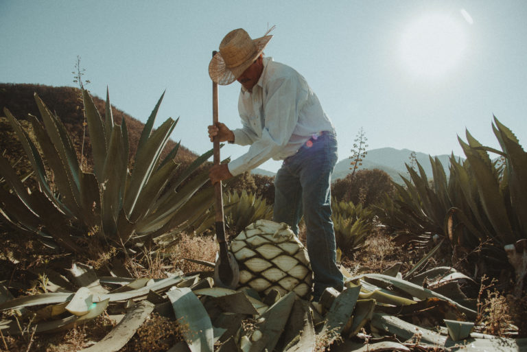 ruta-de-la-raicilla-costalegre-productores