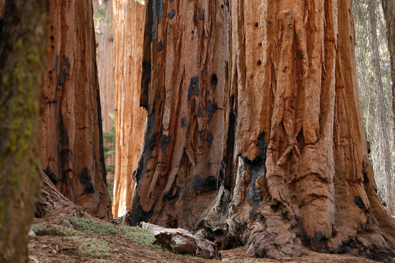 sequoias gigantes parques en california