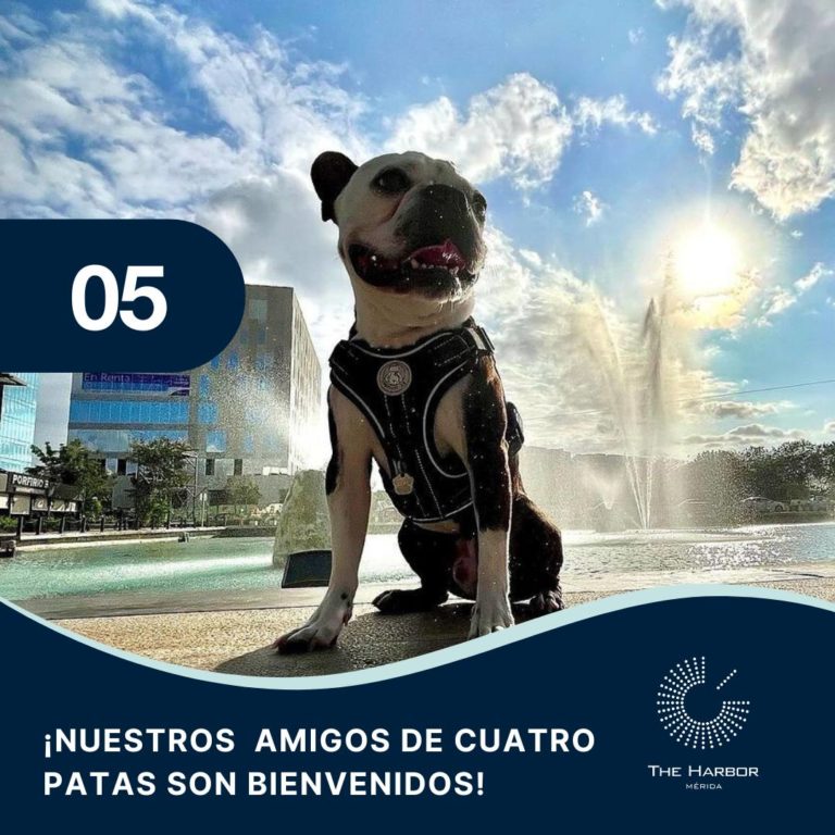 the-harbor-lugares-petfriendly-en-mérida