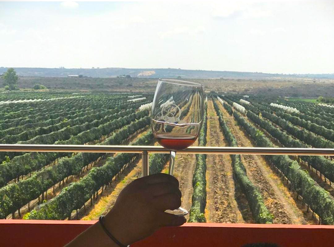 vinícolas en guanajuato viñedo lobo