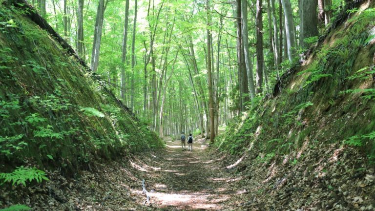 Baño de bosque, ¡revitalizante descanso!: ¿por qué son necesarios?