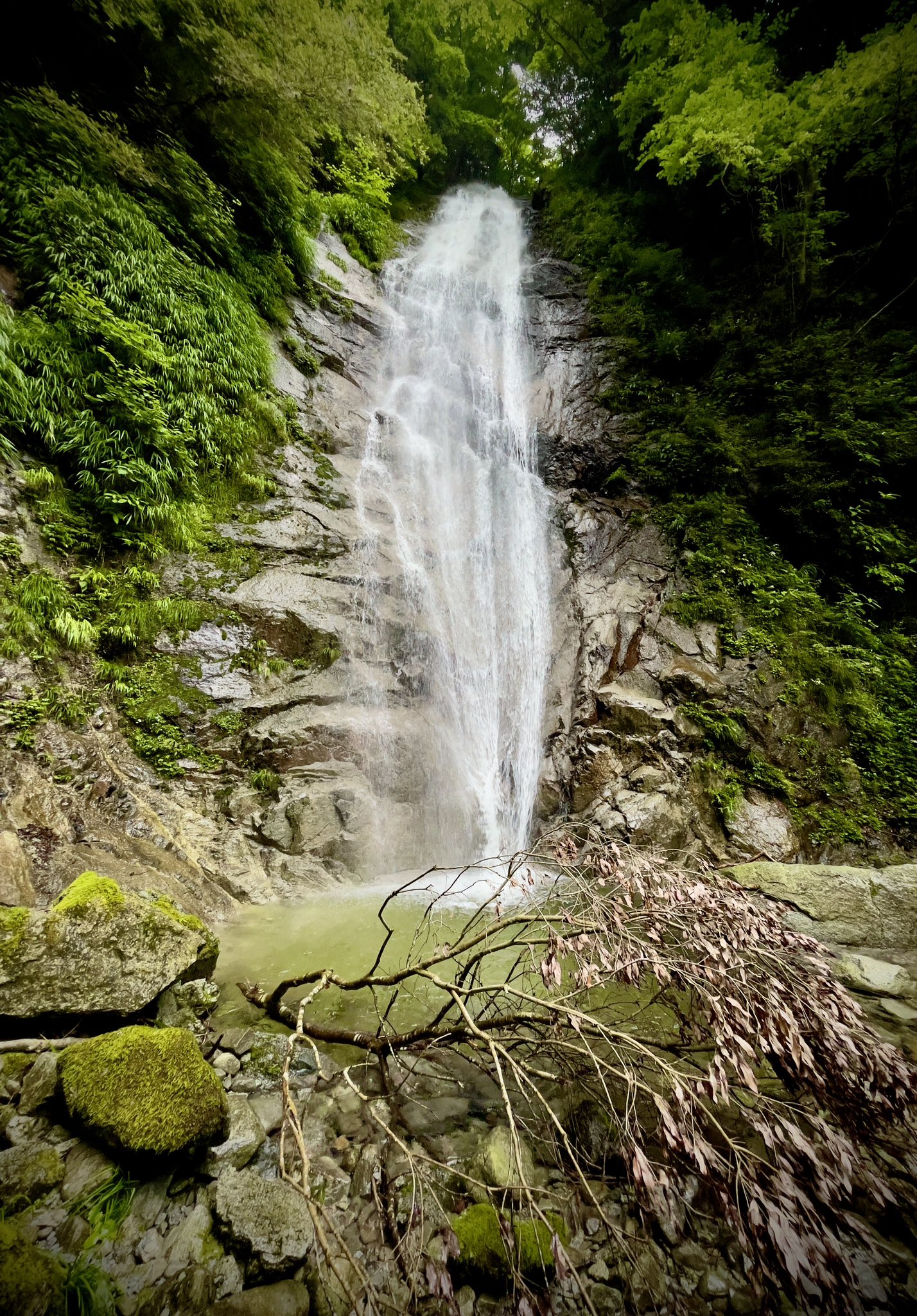 baño de bosque méxico shinrin yoku