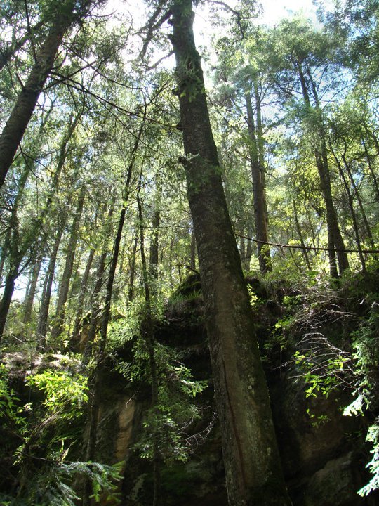 baño de bosque méxico tlaxcala nanacamilpa