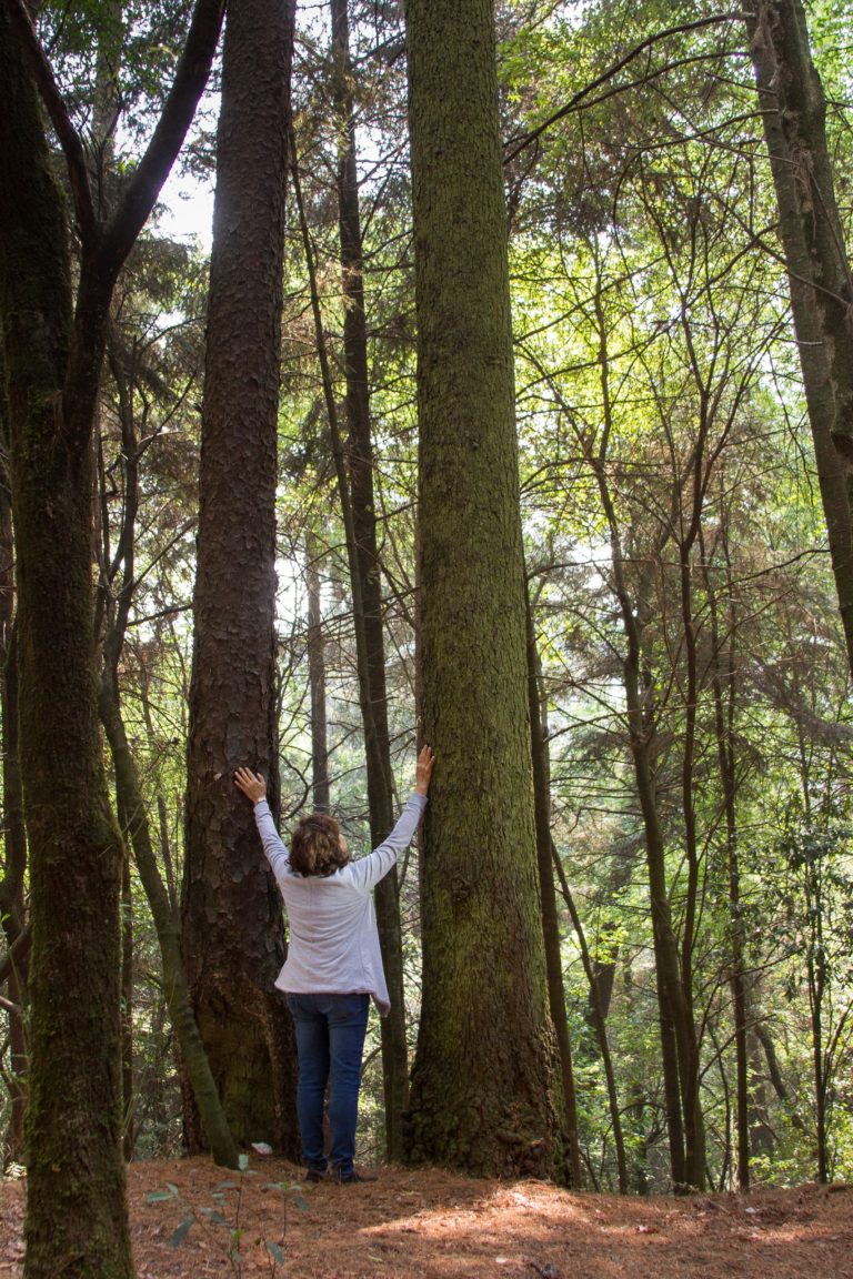 baño-de-bosque-méxico-yaax