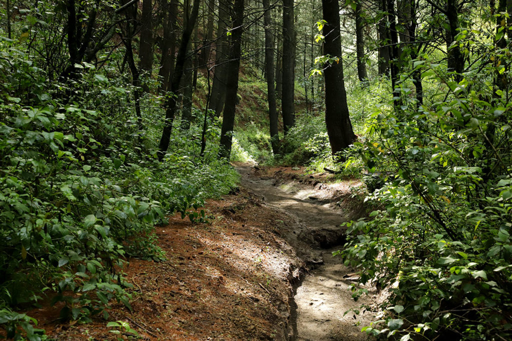 Caminata por el bosque, El Rinconcito