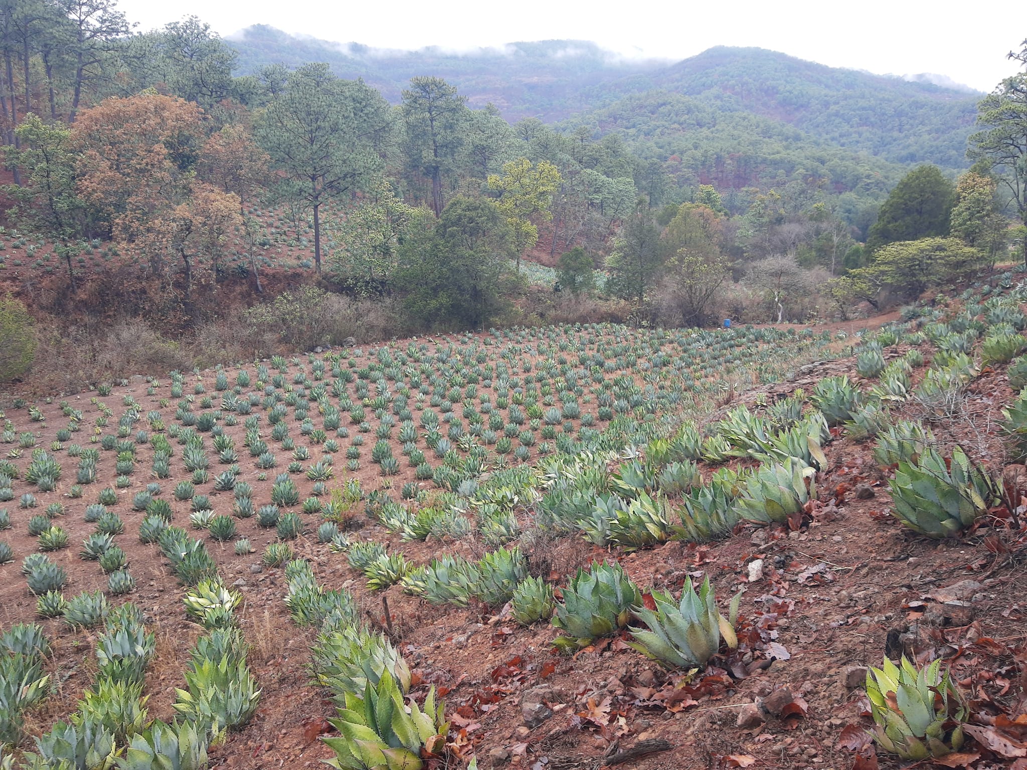 campos agave raicilla summer fest