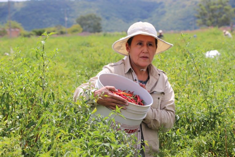 comida-fiesta-de-todos-los-chiles