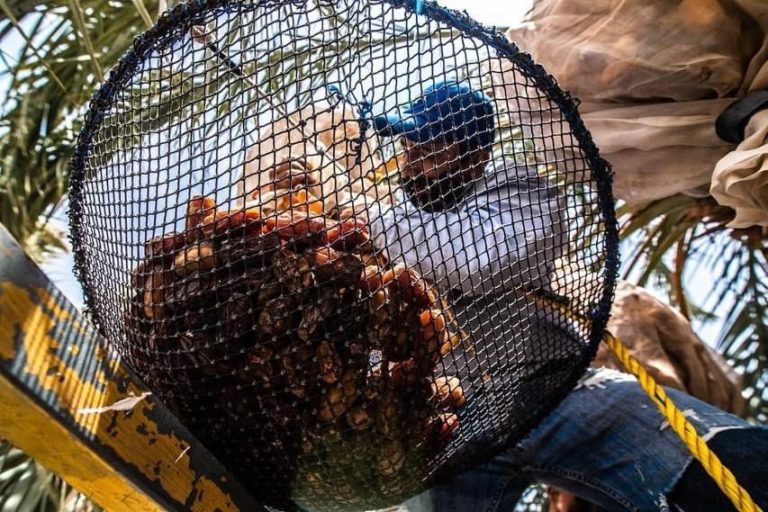 Disfruta la Cosecha de Dátil en Mexicali