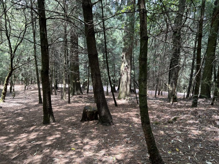 desierto-leones-baño-de-bosque-méxico