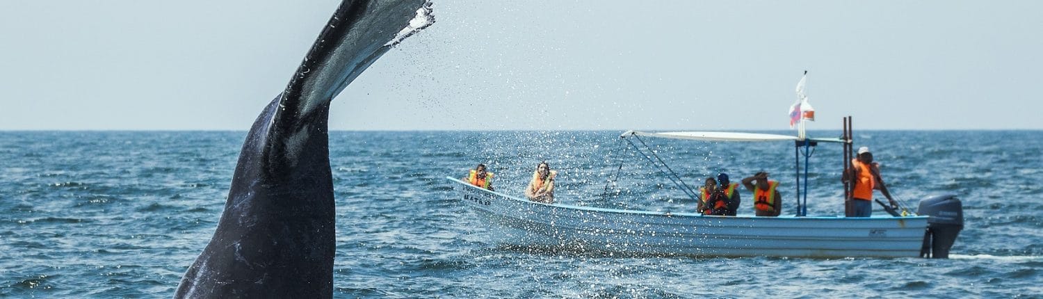 destinos en nayarit avistamiento ballenas