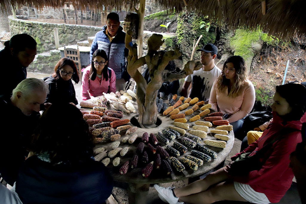 Exposición de maíces, San Mateo Ozolco