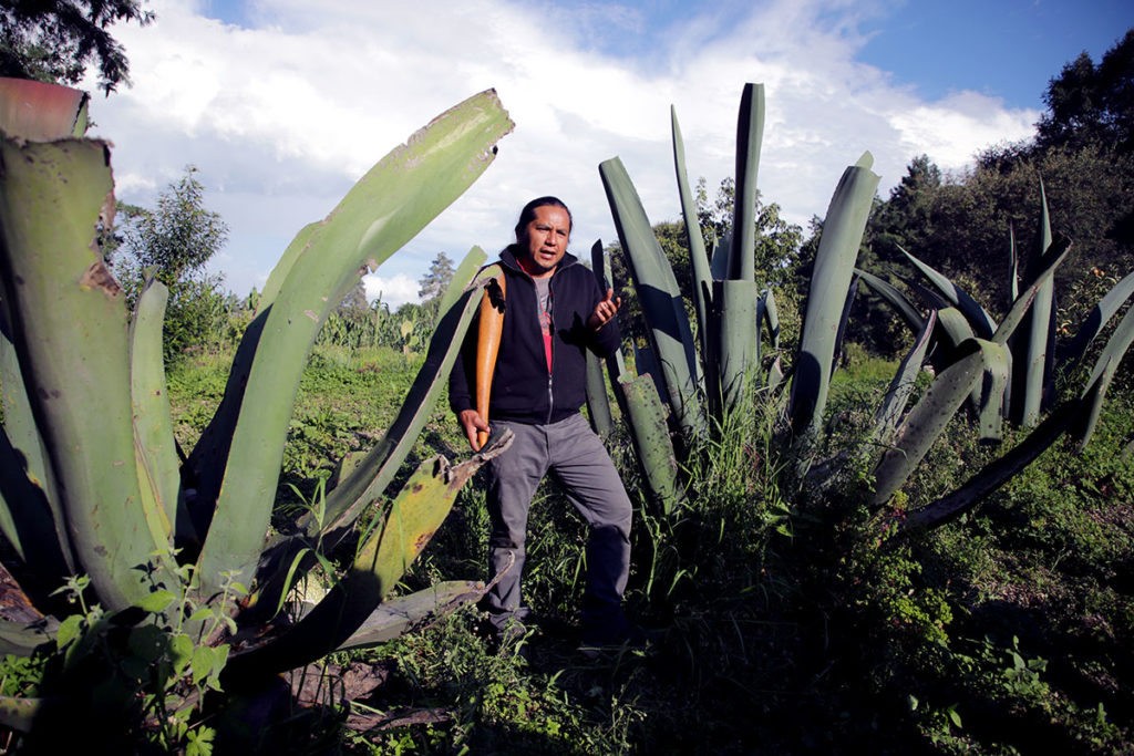 Extracción de aguamiel, El Rinconcito, San Mateo Ozolco