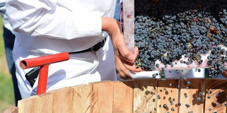 ¡Atención, wine lovers! Ya llegó el Festival del Vino de los Altos de Jalisco