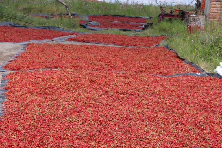 Prueba tu valentía en la Fiesta de todos los Chiles en Jalisco