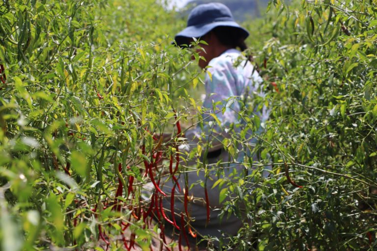 gastronomia-fiesta-de-todos-los-chiles