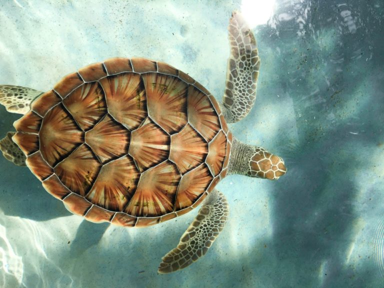 Grupo Xcaret, líder en salvaguardar patrimonio cultural y medio ambiente