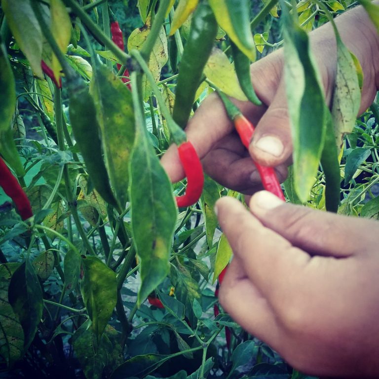 méxico-fiesta-de-todos-los-chiles