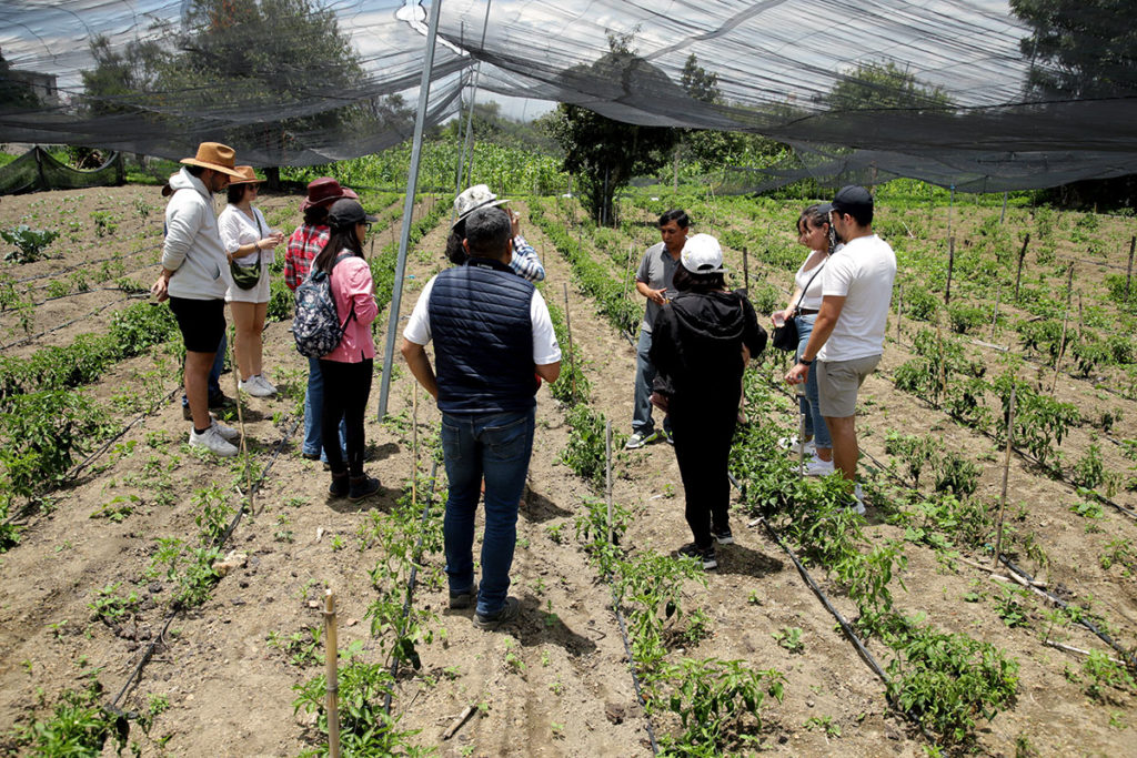 Cultivo de chile criollo en Calpan