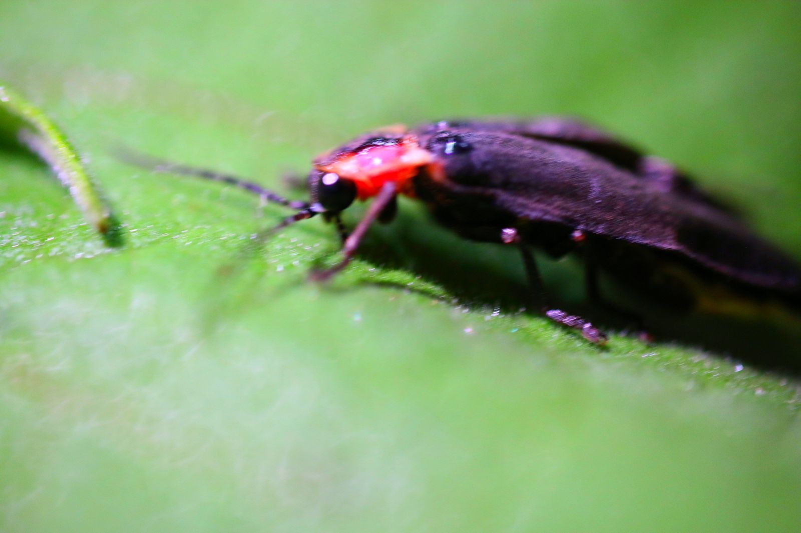 temporada de luciérnagas tlalpujahua insecto