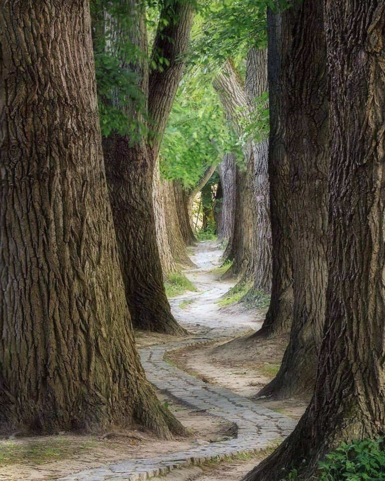 yaax-baño-de-bosque-méxico