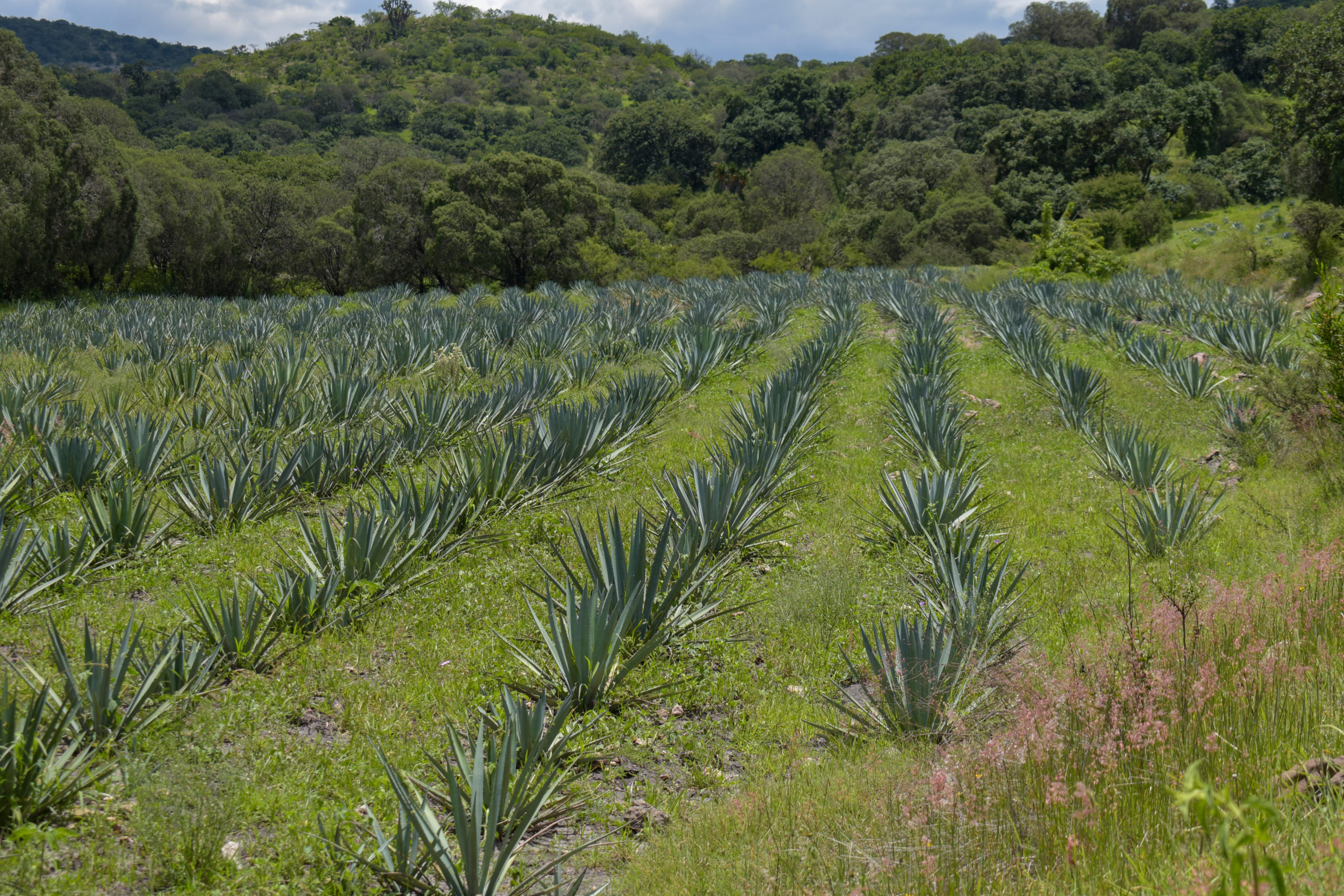 campo poblano ruta del mezcal