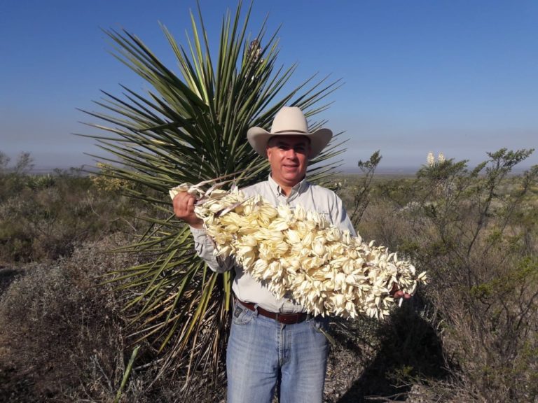 chocha-planta-platillos-de-tamaulipas