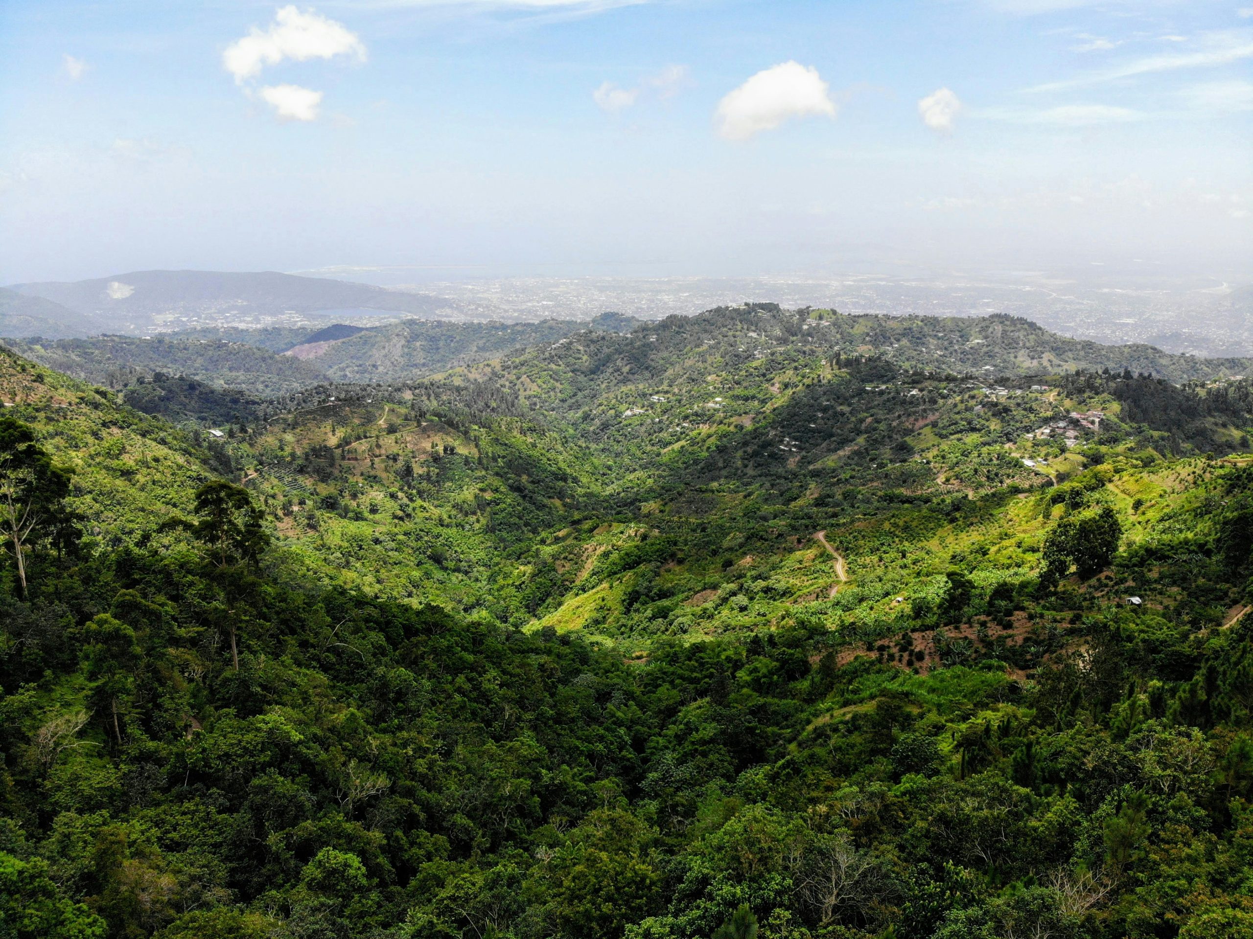 pasaporte mexicano jamaica blue mountains