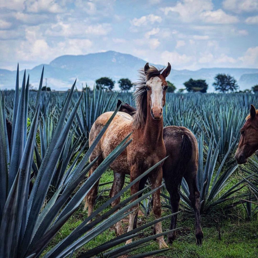 penca lugares en jalisco caballo bicicleta