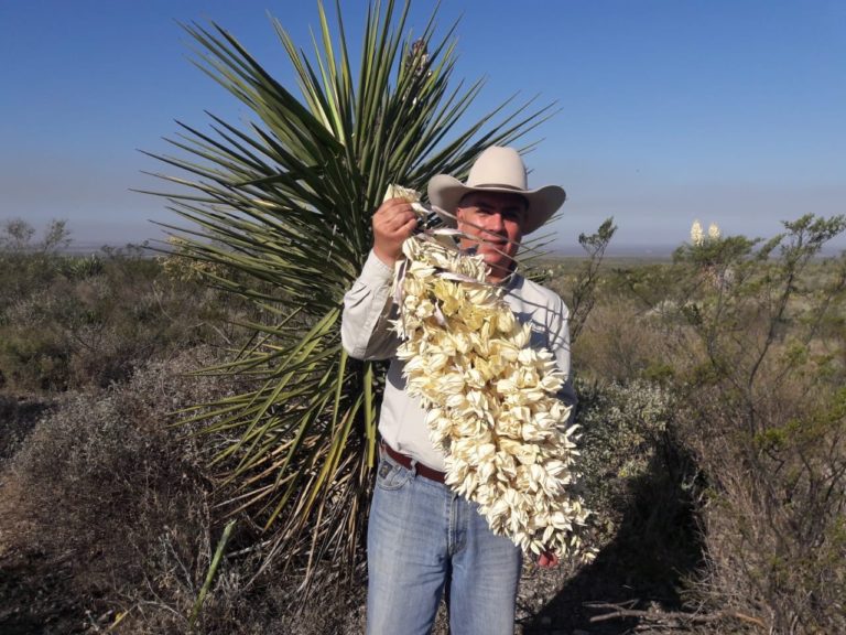 planta-chocha-platillos-de-tamaulipas