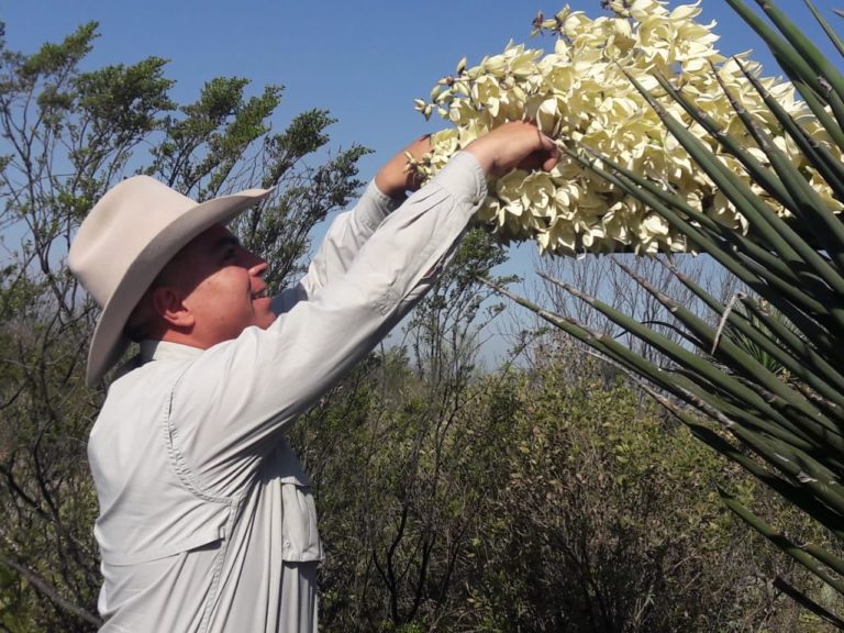 platillos-de-tamaulipas-chocha-planta