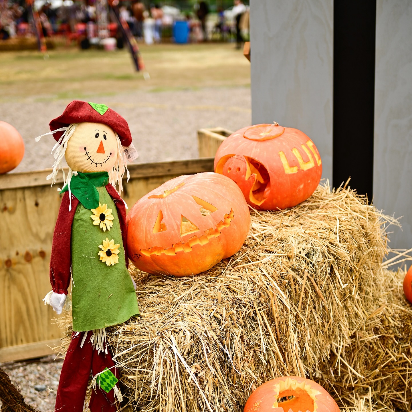 pumpkin patch san pedro fechas