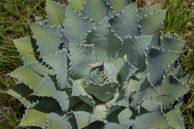 ruta-del-mezcal-campo-poblano