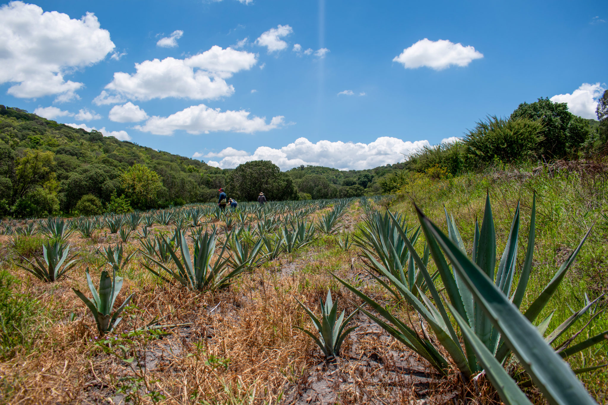 ruta del mezcal en puebla