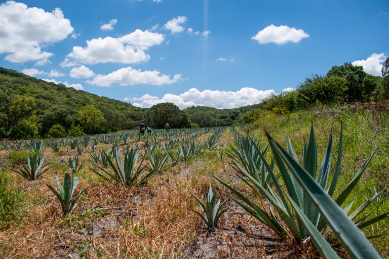 Ruta del Mezcal: tradición del campo poblano