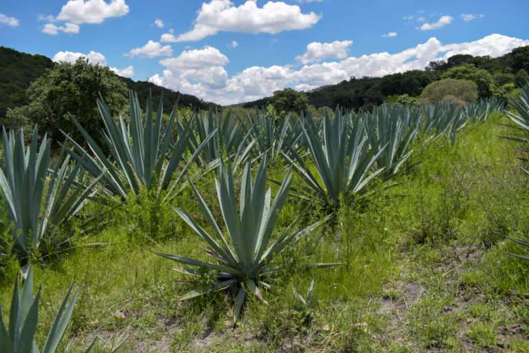 La Ruta del Mezcal poblano