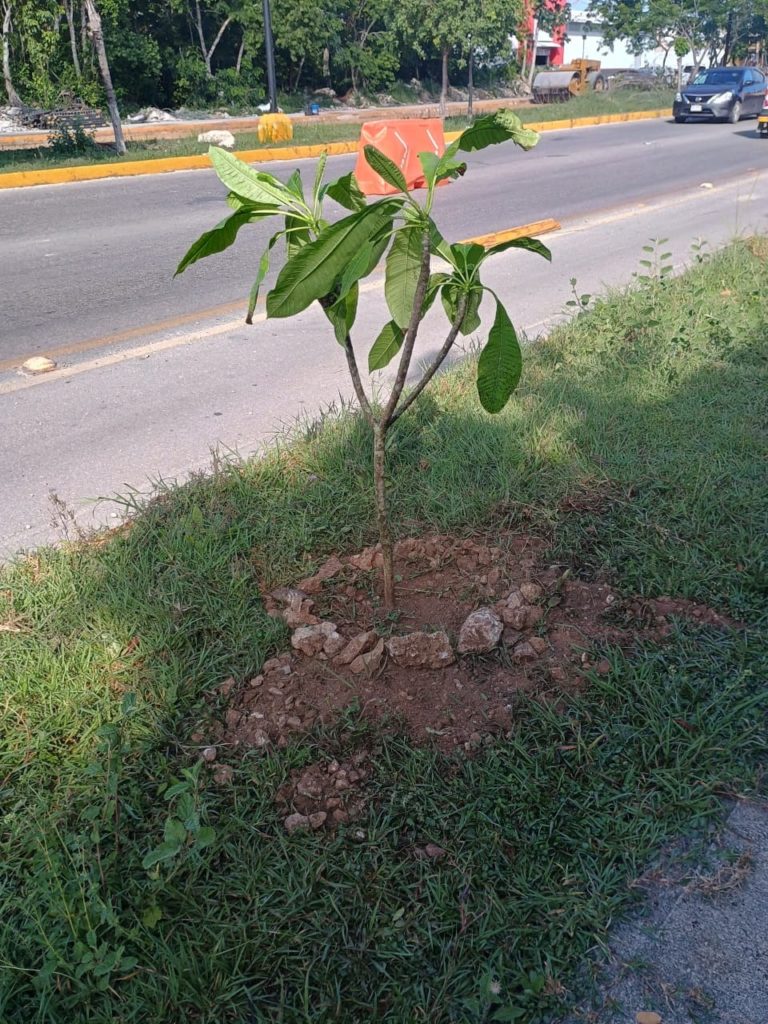 Árbol 4