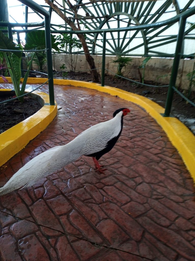 aves-chimalpark-estado-de-méxico