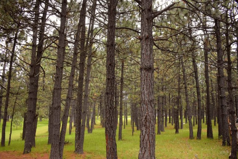 bosque-monterreal-arteaga-coahuila-pueblo-mágico