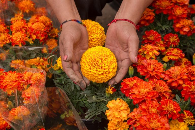 cempasúchil-de-colima-méxico-muertos