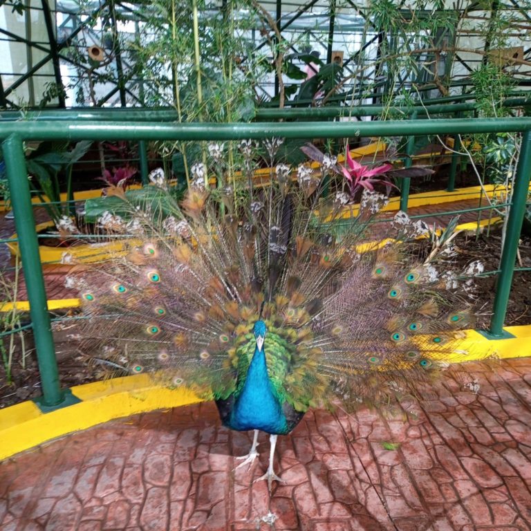 chimalpark-estado-de-méxico-aves