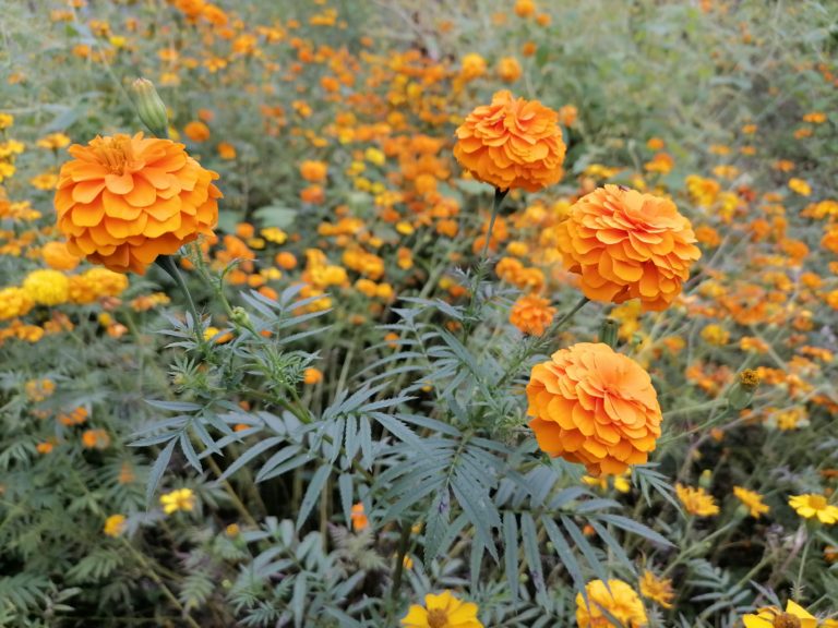 dia-de-muertos-cempasúchil-de-colima