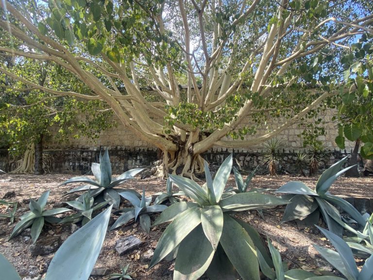 jardin-etonobotanico-atractivos-de-oaxaca-méxico