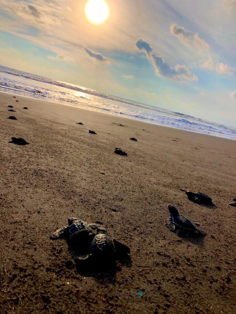 liberacion-de-tortugas-playas-de-colima