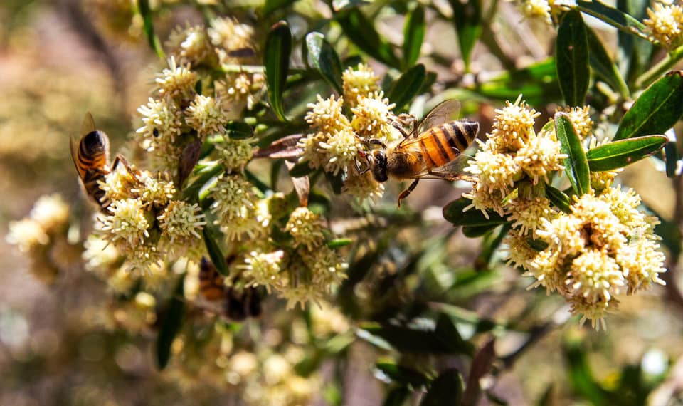 miel de jalisco municipios apicolas abejas