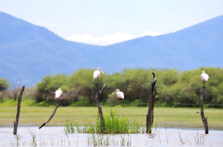 naturaleza-fauna-safa-farms-ecohotel-jalisco