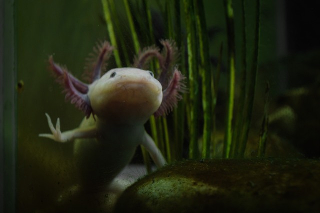 Noche del Axolotl 2024: arte y naturaleza en un solo lugar