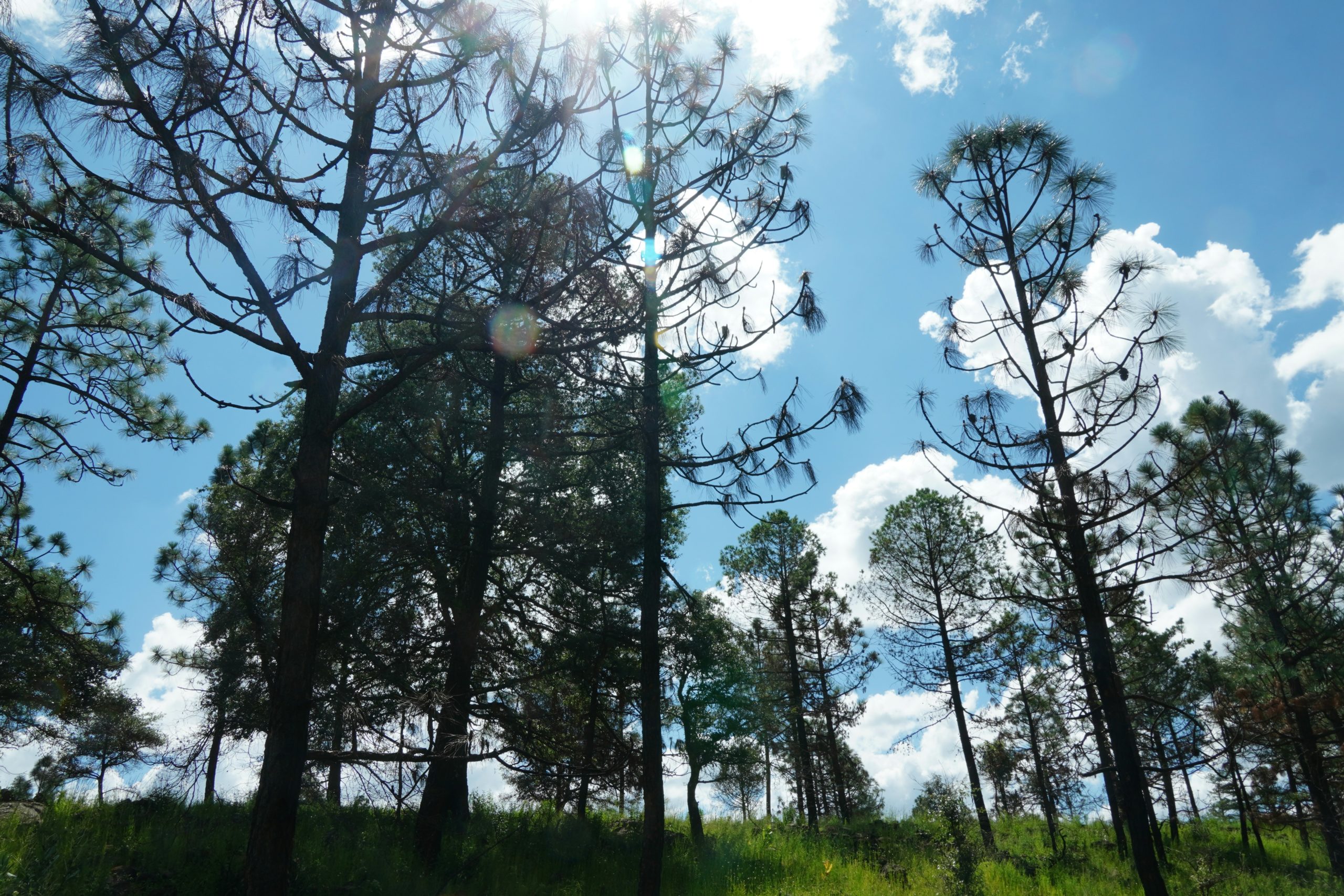 platillos tipicos de durango historia