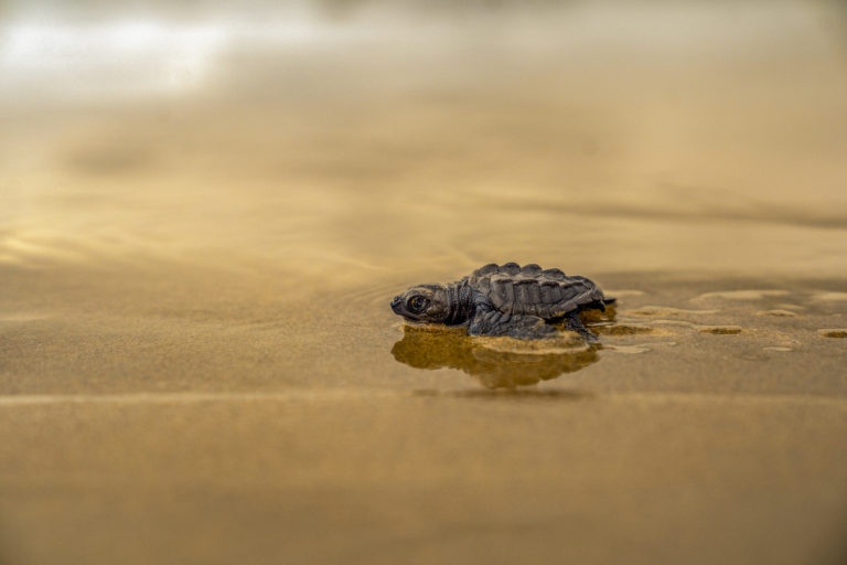 playas-de-ixtapa-guerrero-tortuga